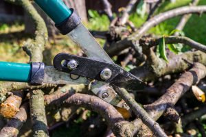 tree pruning done by an expert