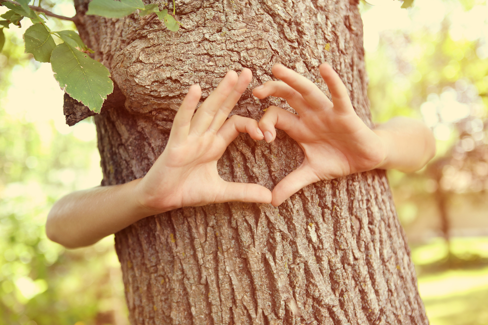 Child's hands making a heart shape on a tree trunk. Instagram effect
