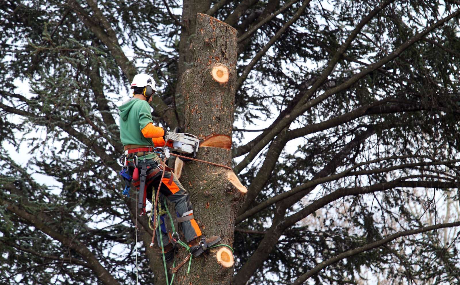 man on tree pruning trees